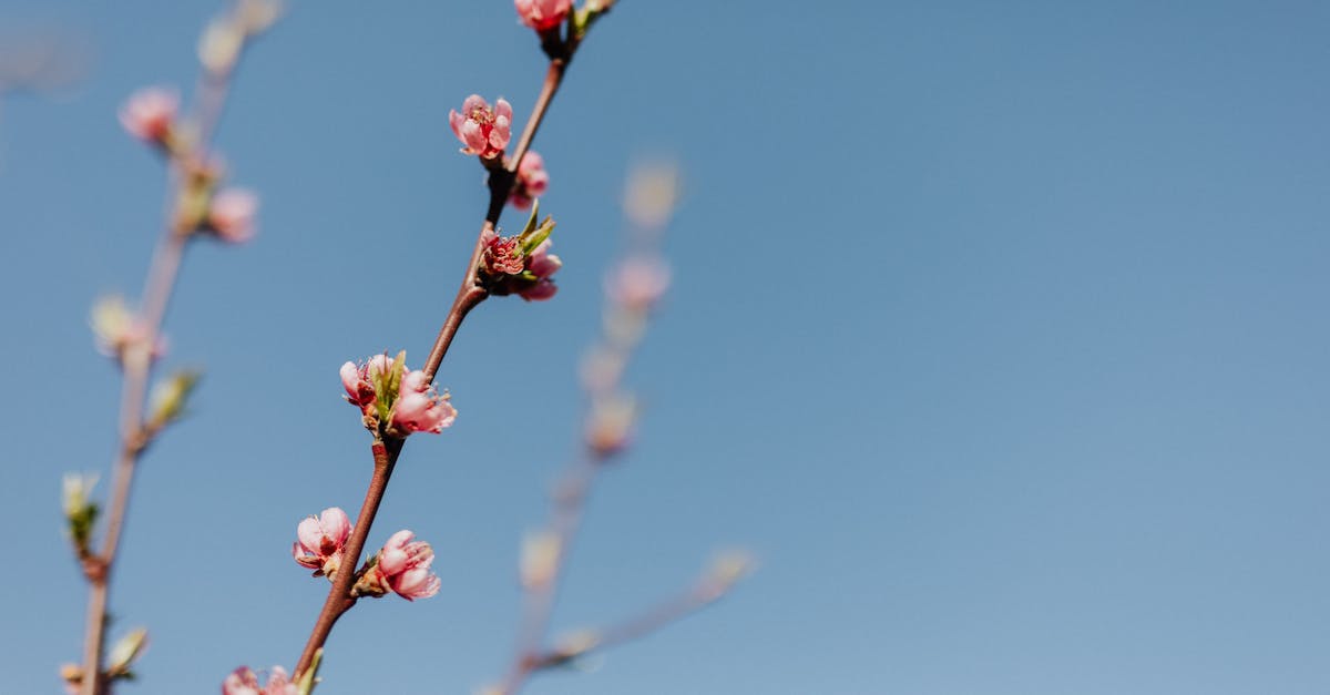 discover the authentic rural life experience with our immersive tours and unique homestay opportunities. connect with nature, engage with local communities, and create lasting memories in the countryside.